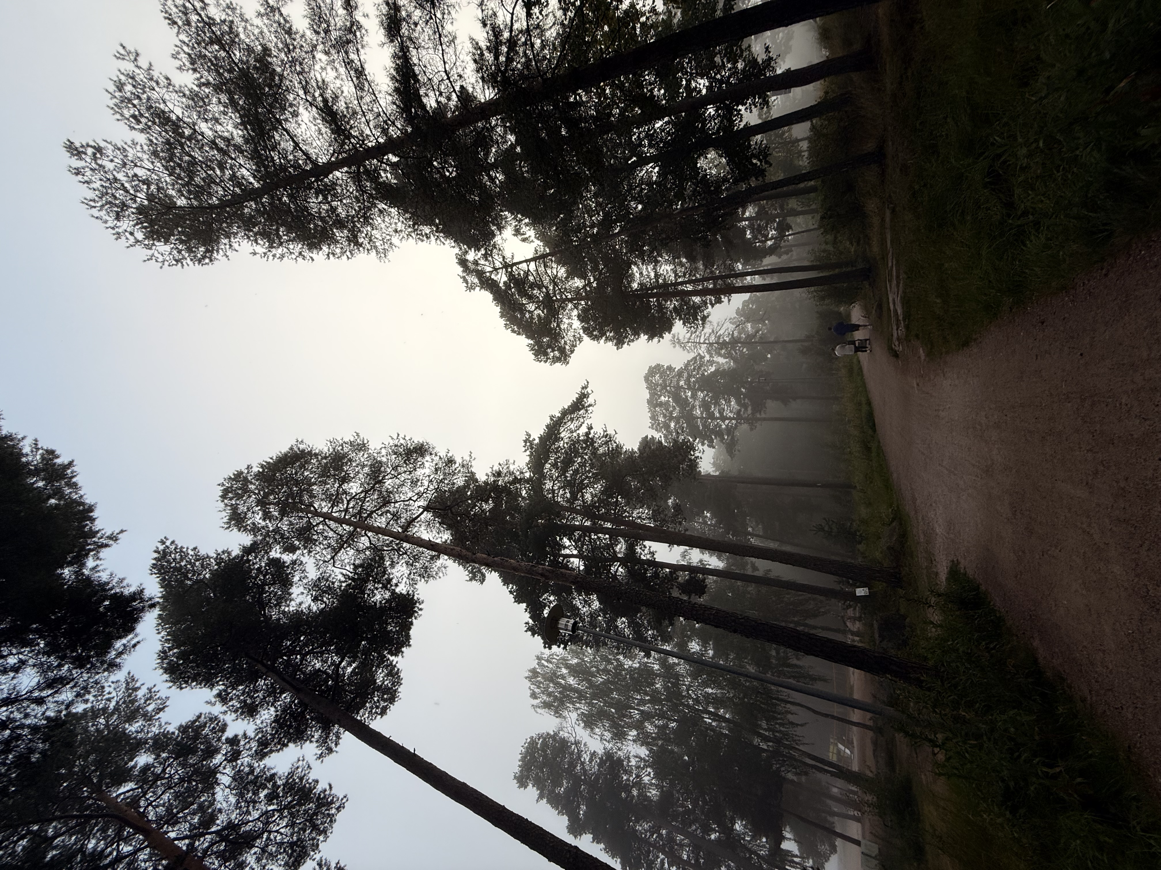 Forest in fog