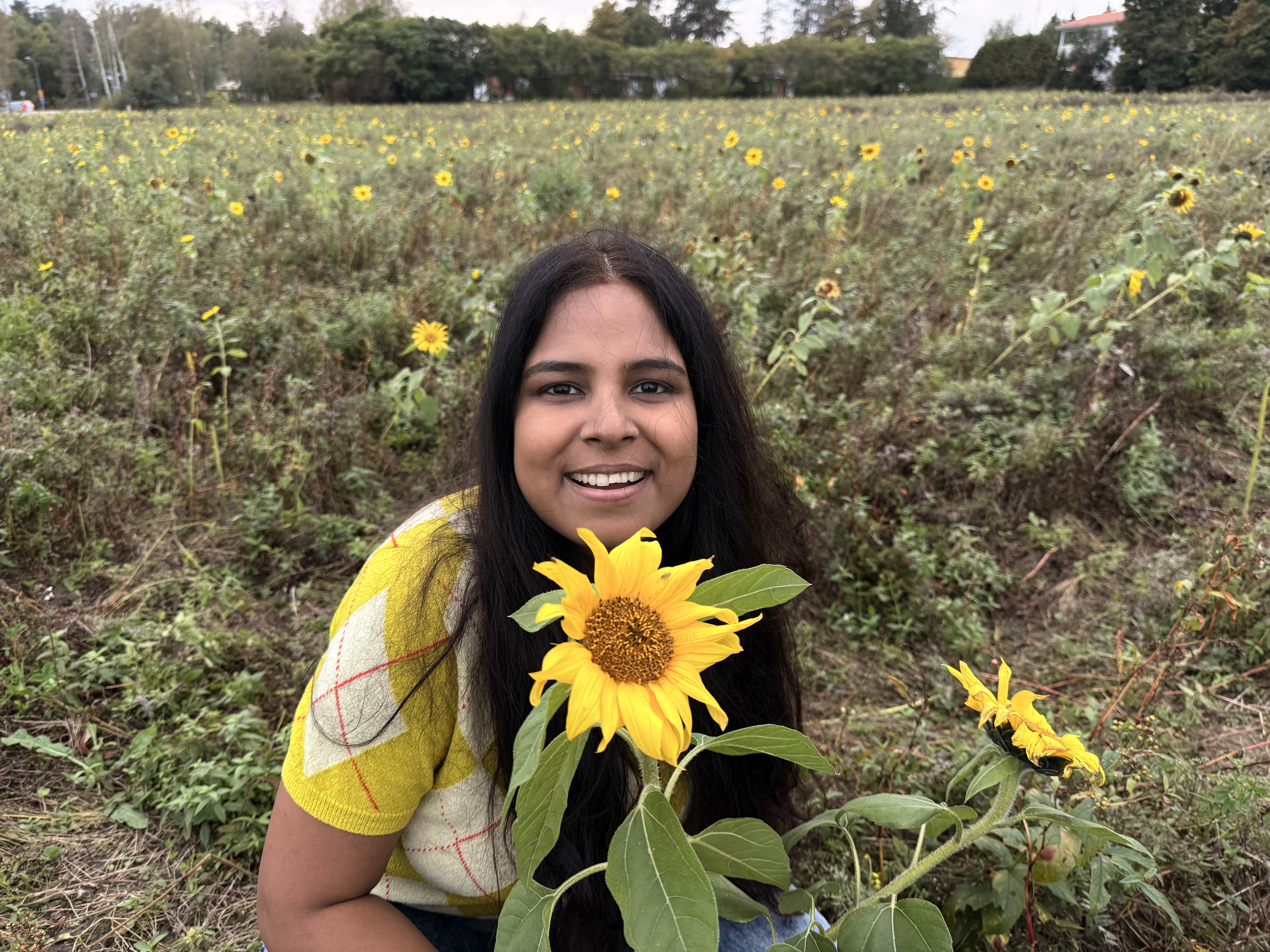 Sunflower