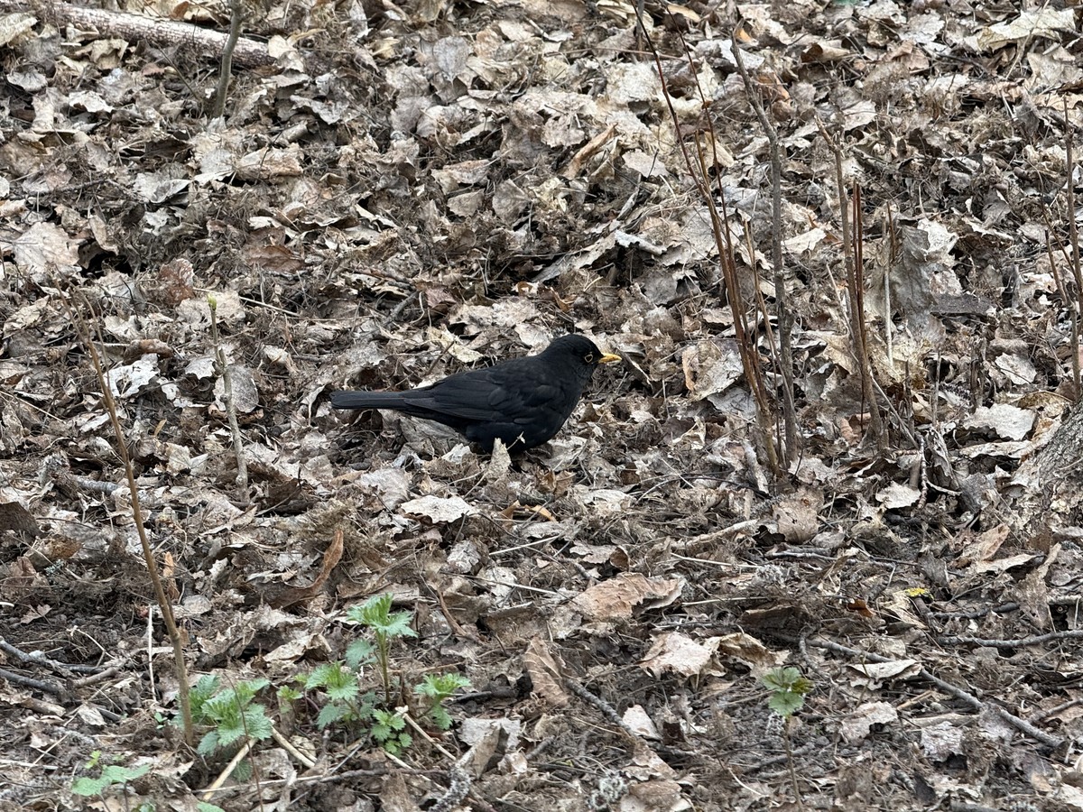 Birdsong