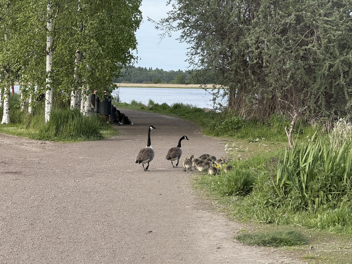 Ducks