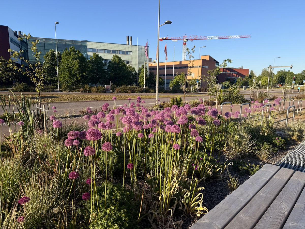 The flowers