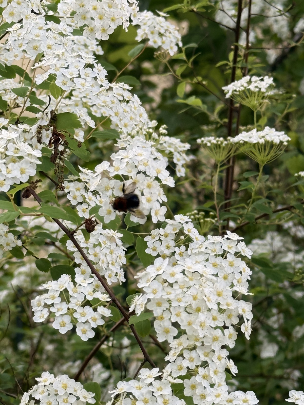 Close up of some flowers
