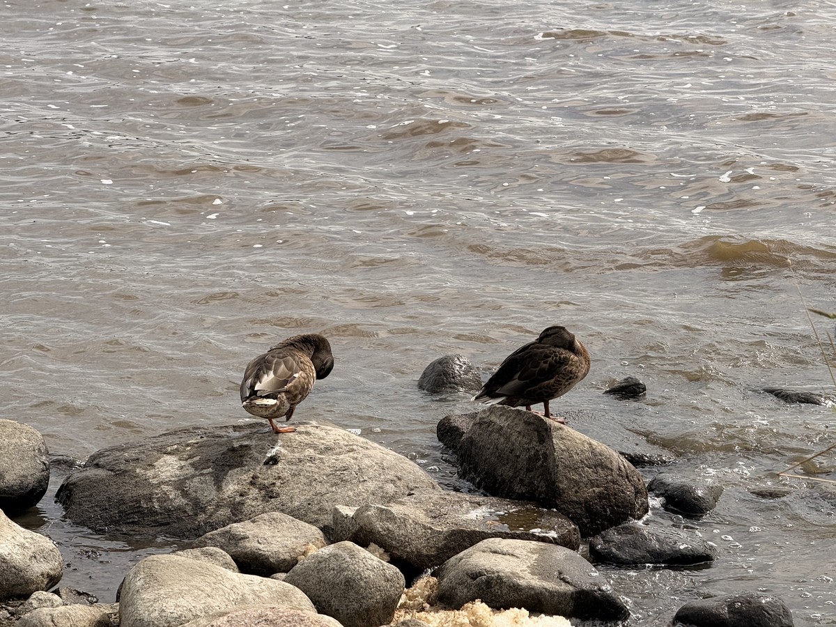 Ducks