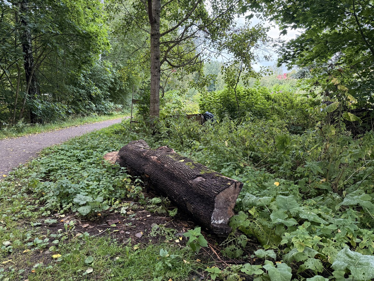 The wood has nothing to do with anything, I just clicked it last week.