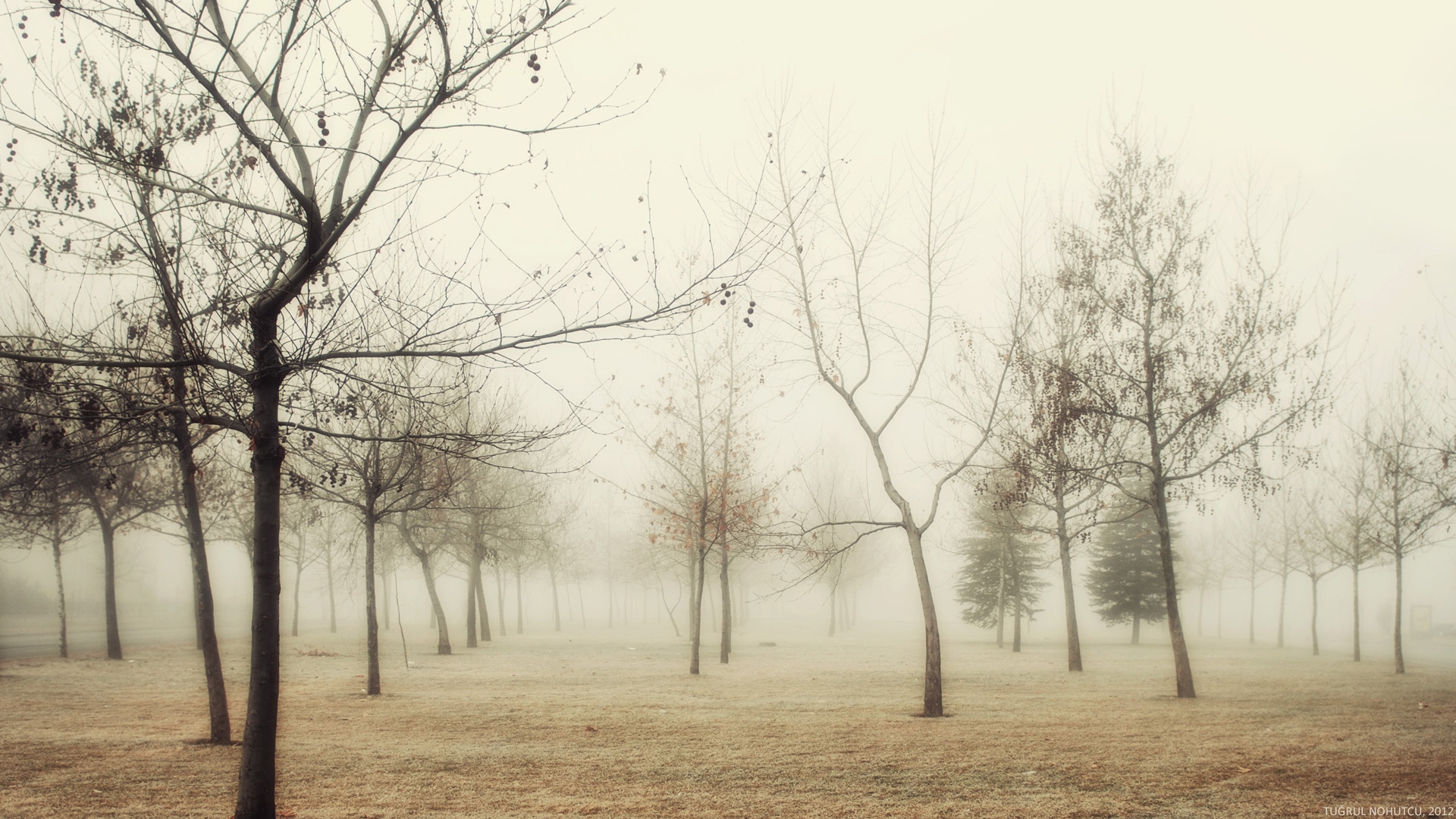 wood_autumn_trees_fog_young_growth_hoarfrost_grass_withering_morning_48358_1920x1080.jpg